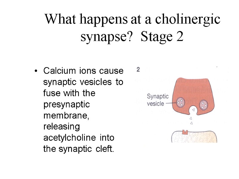 What happens at a cholinergic synapse?  Stage 2 Calcium ions cause synaptic vesicles